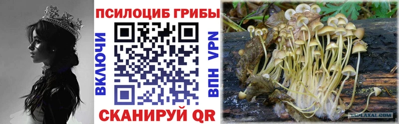 дарнет шоп  Губаха  Псилоцибиновые грибы Cubensis 