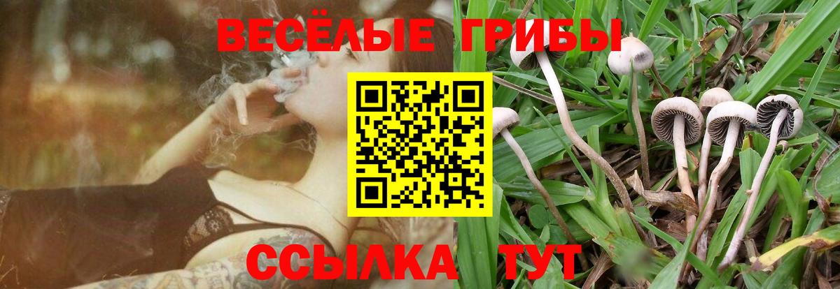 Псилоцибиновые грибы прущие грибы Губаха